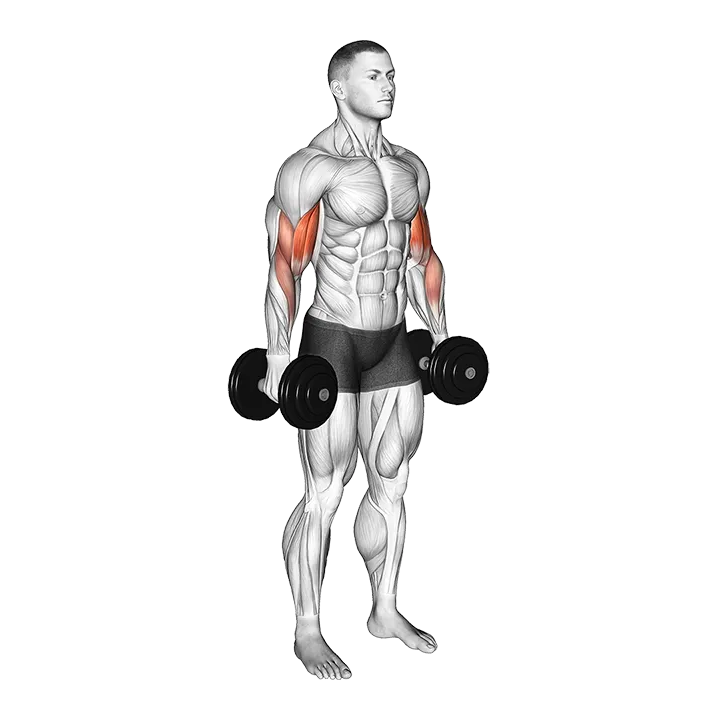 Dumbbell Curl