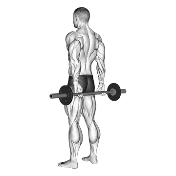 Barbell Behind Back Finger Curl