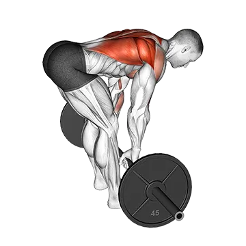 Barbell Bent Over Row