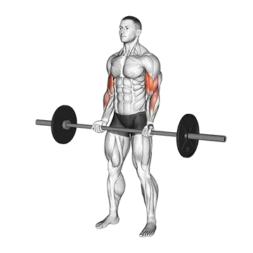 Barbell Curl