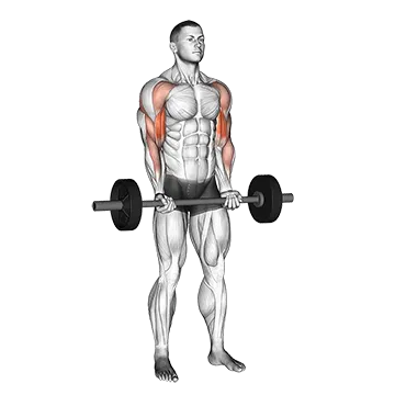 Barbell Drag Curl