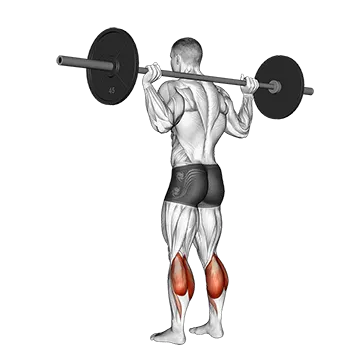 Barbell Floor Calf Raise
