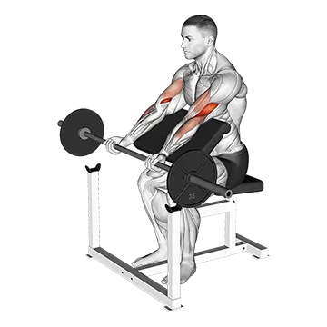 Barbell Preacher Curl