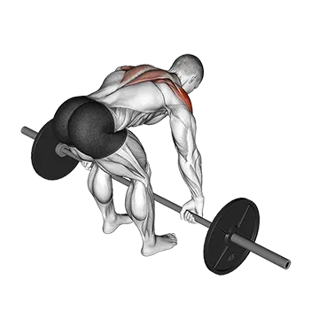 Barbell Rear Delt Row