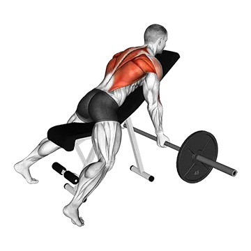 Barbell Reverse Grip Incline Bench Row