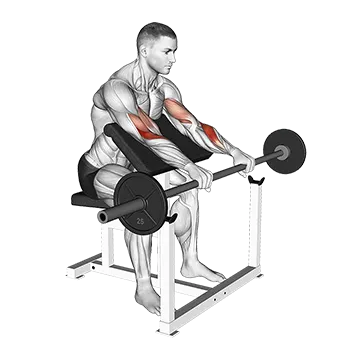 Barbell Reverse Preacher Curl