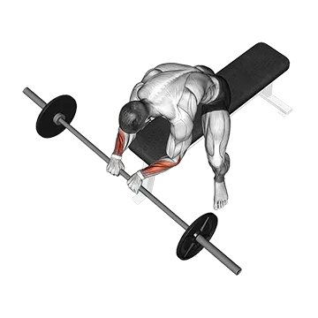 Barbell Reverse Wrist Curl