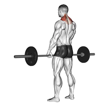 Barbell Shrug