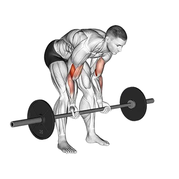 Barbell Standing Concentration Curl