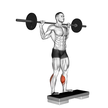 Barbell Standing Leg Calf Raise
