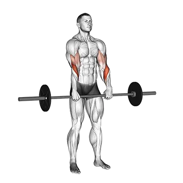 Barbell Standing Reverse Grip Curl