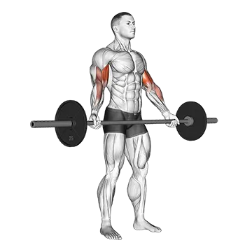 Barbell Standing Wide Grip Biceps Curl
