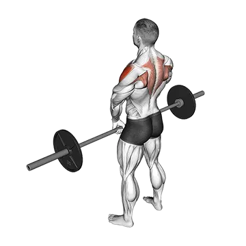 Barbell Upright Row