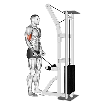 Cable Biceps Curl (SZ Bar)