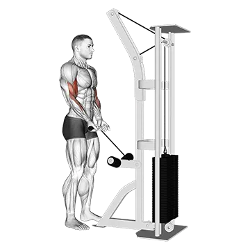 Cable Close Grip Curl
