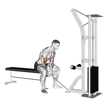 Cable Concentration Curl