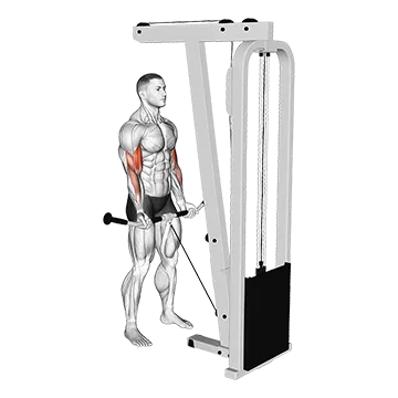 Cable Curl (Male)