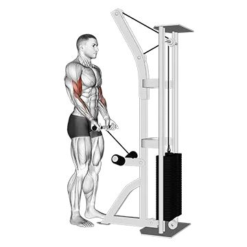 Cable Drag Curl