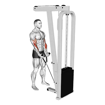 Cable Hammer Curl (With Rope Attachment) (Male)