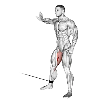 Cable Hip Adduction