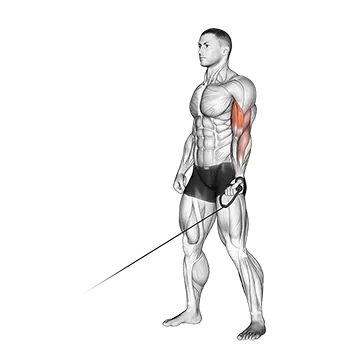 Cable One Arm Curl
