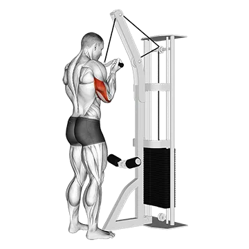 Cable Reverse Grip Triceps Pushdown (SZ Bar)