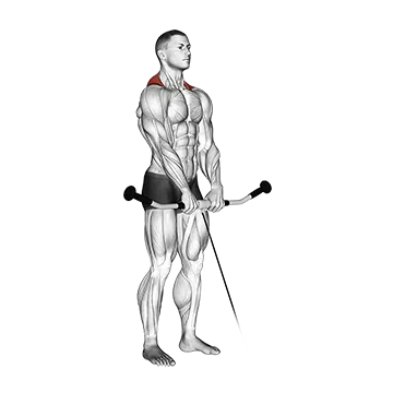 Cable Shrug