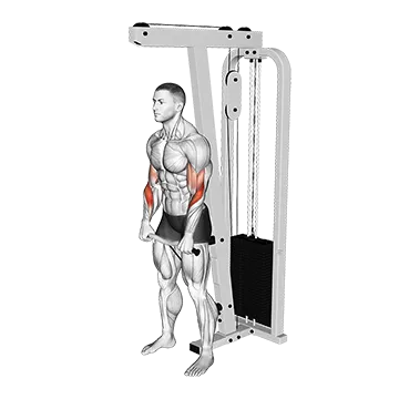 Cable Standing Reverse Curl (SZ Bar)