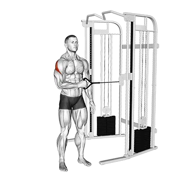 Cable Standing Shoulder External Rotation