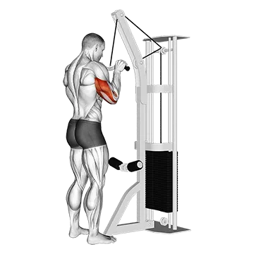 Cable Triceps Pushdown (SZ Bar)