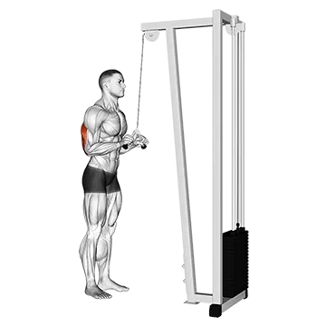 Cable Triceps Pushdown (V Bar Attachment)