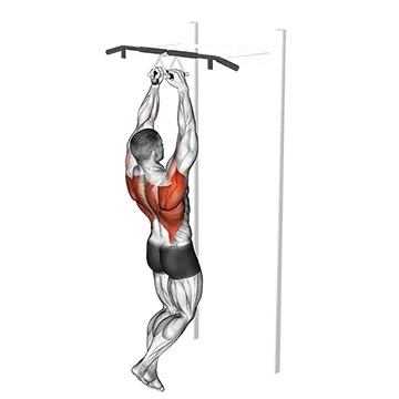 Chin Ups (Narrow Parallel Grip)