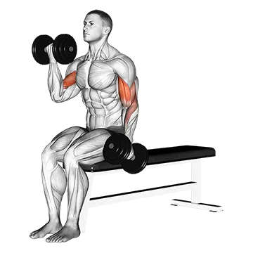 Dumbbell Alternate Biceps Curl