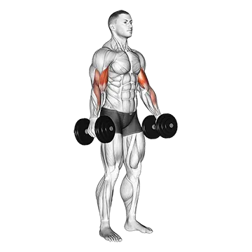 Dumbbell Alternate Biceps Curl