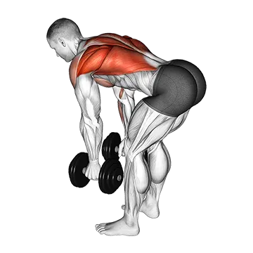 Dumbbell Bent Over Row