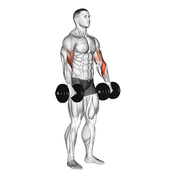 Dumbbell Biceps Curl Reverse