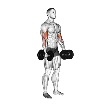 Dumbbell Biceps Curl
