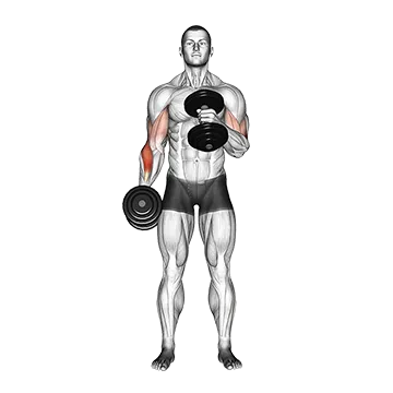 Dumbbell Cross Body Hammer Curl