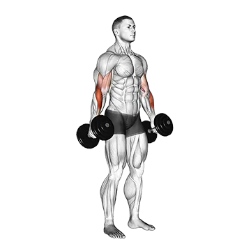 Dumbbell Hammer Curl II