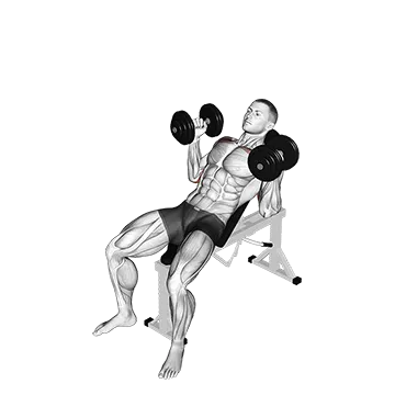 Dumbbell Palms In Incline Bench Press