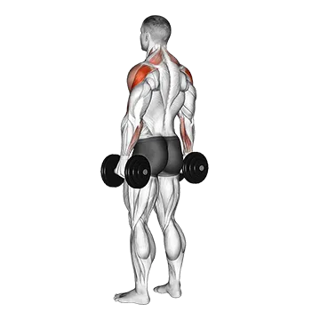 Dumbbell Rear Delt Raise
