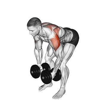 Dumbbell Rear Lateral Raise