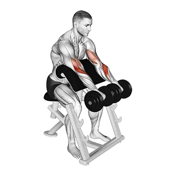 Dumbbell Reverse Preacher Curl