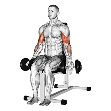 Dumbbell Seated Bicep Curl