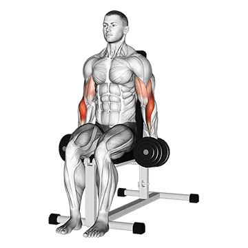 Dumbbell Seated Hammer Curl
