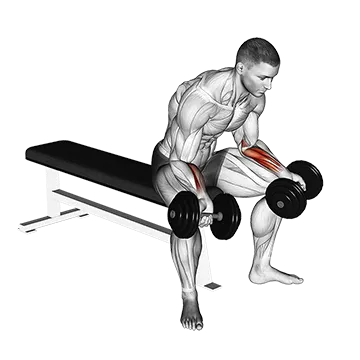 Dumbbell Seated Palms Up Wrist Curl