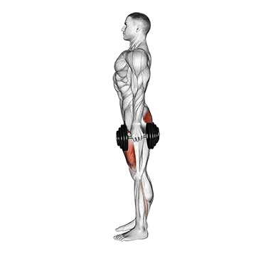 Dumbbell Squat