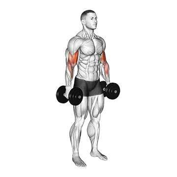 Dumbbell Standing Biceps Curl
