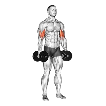 Dumbbell Standing Inner Biceps Curl (Version 2)