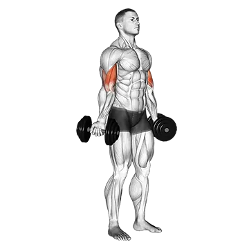 Dumbbell Standing Inner Biceps Curl